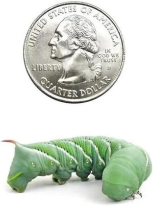 Dubia.com 24 Count Medium Hornworms Live Caterpillar Food