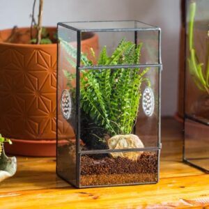 NCYP Small Glass Terrarium With 3 Vent Holes