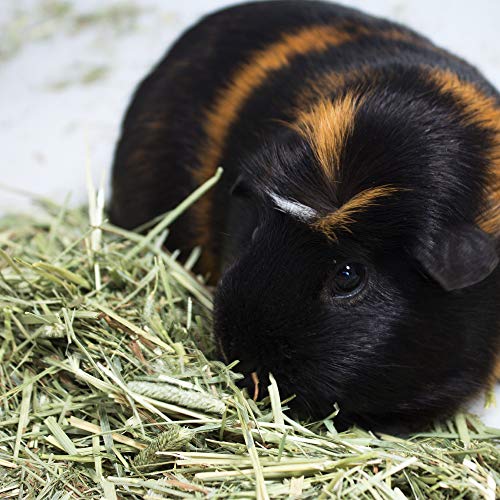 Vitakraft Timothy Hay for Guinea Pigs, Rabbits, Chinchillas - 3.5 lbs - Image 4