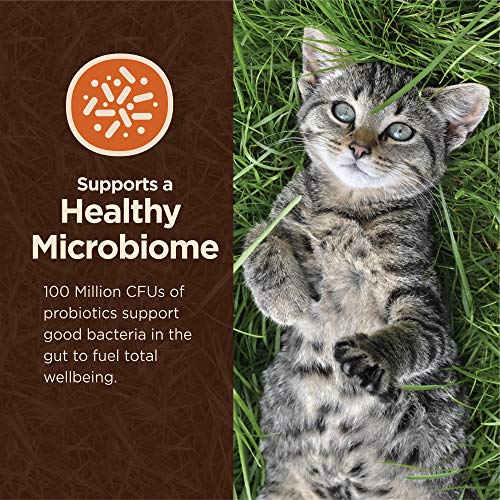 Wellness Digestive Health High Protein Cat Food, 11lb - Image 4