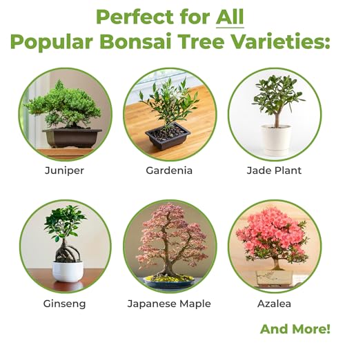 PERFECT PLANTS Bonsai Soil - Premium All-Purpose Mix - Image 3